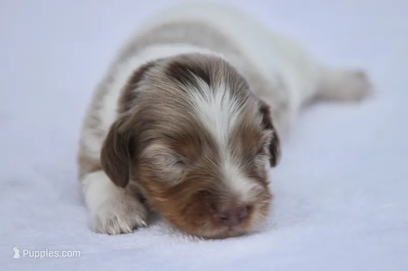 Jett – Miniature Dachshund puppy for sale in Canton, TX