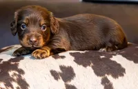 Triumph , a female Miniature Dachshund for sale in Canton, TX – 3 of 5