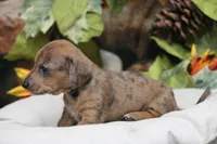 Sailor , a female Miniature Dachshund for sale in Canton, TX – 3 of 9