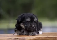 Finlo , a male Havanese for sale in Canton, TX – 5 of 5