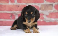 Nova, a female Miniature Dachshund for sale in Canton, TX – 6 of 10