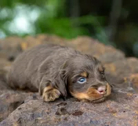 Tru, a male Miniature Dachshund for sale in Canton, TX – 3 of 3