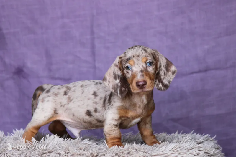 Tequila  – Miniature Dachshund puppy for sale in Canton, TX