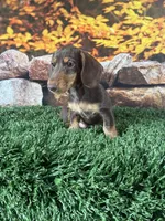 Loman, a male Miniature Dachshund for sale in Canton, TX – 4 of 5
