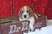 Moses wire hair, a male Miniature Dachshund for sale in Canton, TX – 4 of 9
