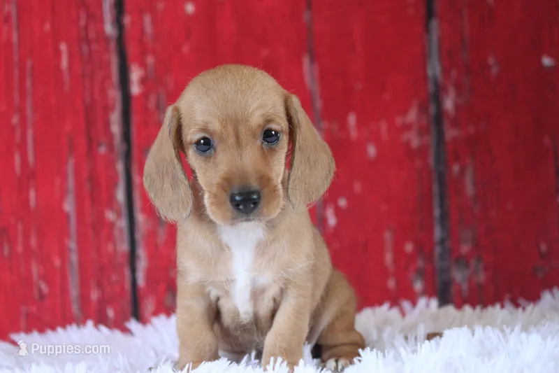 Matri Wire Hair – Miniature Dachshund puppy for sale in Canton, TX