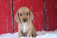 Matri Wire Hair, a female Miniature Dachshund for sale in Canton, TX – 1 of 9