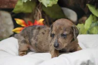 Sailor , a female Miniature Dachshund for sale in Canton, TX – 7 of 9