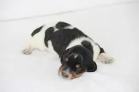 Todo, a male Miniature Dachshund for sale in Canton, TX – 2 of 4