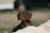 Leather, a male Miniature Dachshund for sale in Canton, TX – 4 of 9