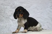 Rum, a male Miniature Dachshund for sale in Canton, TX – 5 of 9