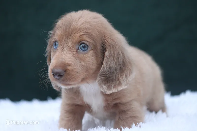 Journee – Miniature Dachshund puppy for sale in Canton, TX