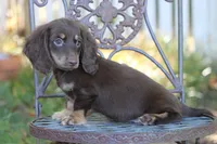 Tesla, a female Miniature Dachshund for sale in Canton, TX – 4 of 9