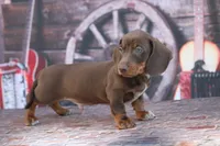 Leather, a male Miniature Dachshund for sale in Canton, TX – 4 of 5