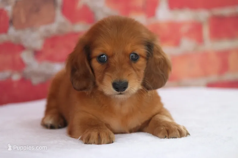 Nort  – Miniature Dachshund puppy for sale in Canton, TX
