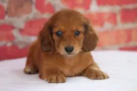 Nort , a male Miniature Dachshund for sale in Canton, TX – 5 of 9
