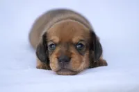 Malachi wire hair, a male Miniature Dachshund for sale in Canton, TX – 10 of 10