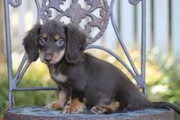 Triumph , a female Miniature Dachshund for sale in Canton, TX – 3 of 8