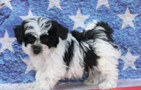 Brady, a male Poodle - Toy  and Havapoo for sale in Canton, TX – 4 of 4