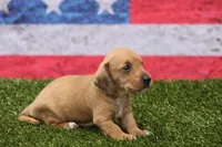 Matri Wire Hair, a female Miniature Dachshund for sale in Canton, TX – 5 of 9
