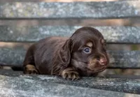 Tesla, a female Miniature Dachshund for sale in Canton, TX – 4 of 6