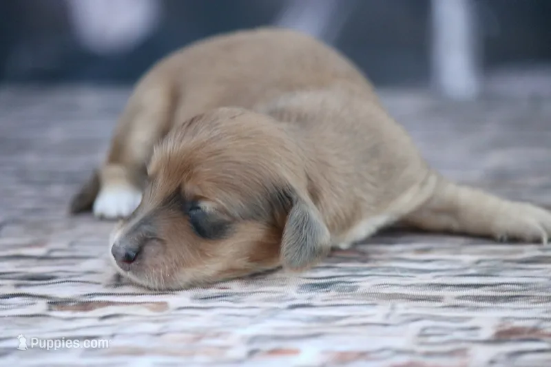 Nero – Miniature Dachshund puppy for sale in Canton, TX