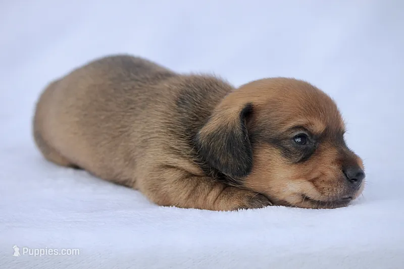 Malachi – Miniature Dachshund puppy for sale in Canton, TX