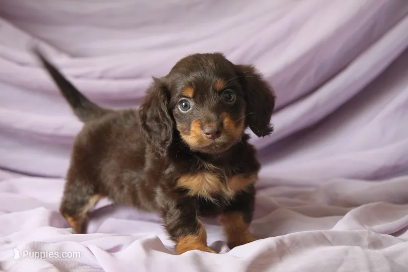Tandy – Miniature Dachshund puppy for sale in Canton, TX