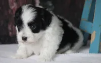 Briggs, a male Poodle - Toy  and Havapoo for sale in Canton, TX – 4 of 6