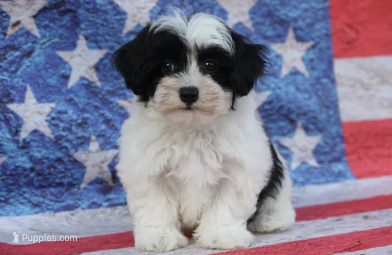 Briggs – Poodle - Toy , Havapoo puppy for sale in Canton, TX