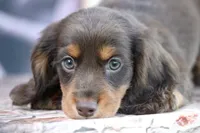 Leddie, a female Miniature Dachshund for sale in Canton, TX – 2 of 4