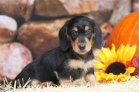 Glory, a female Miniature Dachshund for sale in Canton, TX – 3 of 6