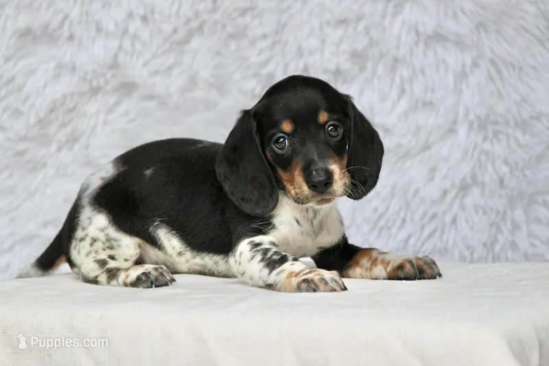 Rum – Miniature Dachshund puppy for sale in Canton, TX