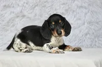 Rum, a male Miniature Dachshund for sale in Canton, TX – 4 of 9