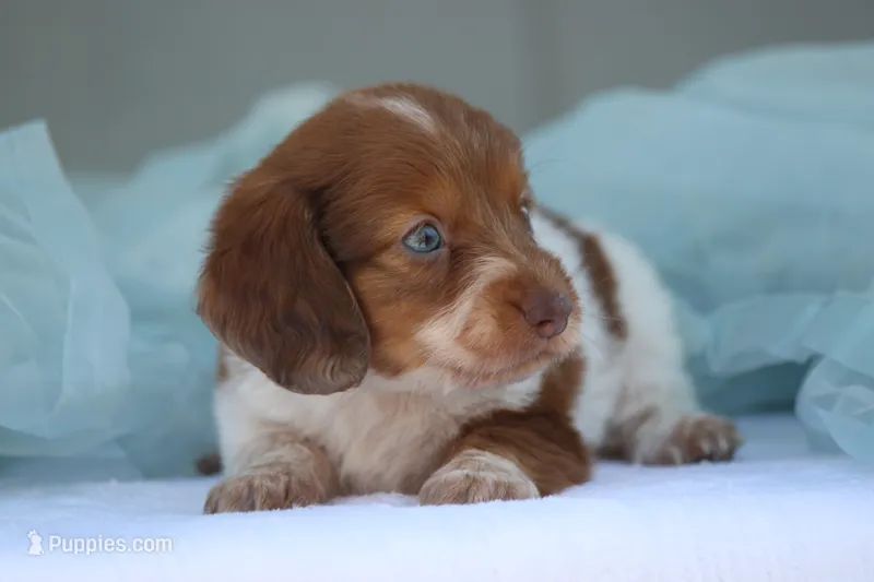 Jazzy – Miniature Dachshund puppy for sale in Canton, TX