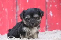 Finlo , a male Havanese for sale in Canton, TX – 5 of 9