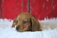 Malachi wire hair, a male Miniature Dachshund for sale in Canton, TX – 2 of 10