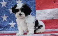 Blossom, a female Poodle - Toy  and Havapoo for sale in Canton, TX – 1 of 5