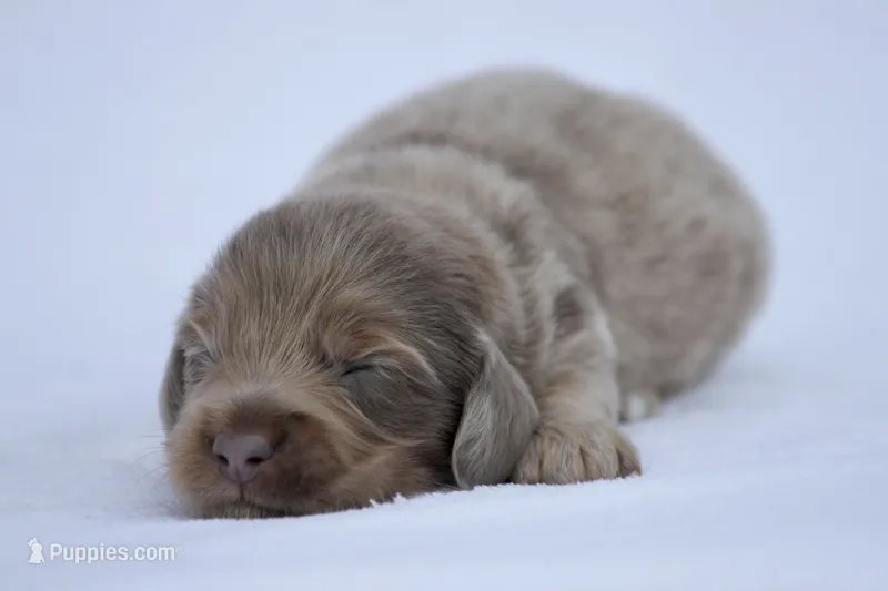 Jonas – Miniature Dachshund puppy for sale in Canton, TX