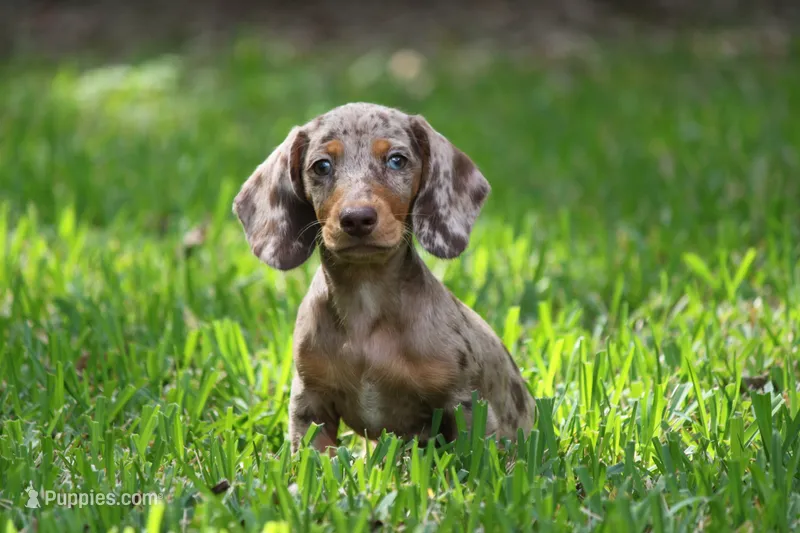 Tequila  – Miniature Dachshund puppy for sale in Canton, TX