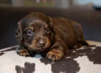 Triumph , a female Miniature Dachshund for sale in Canton, TX – 2 of 5