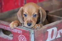 Malachi wire hair, a male Miniature Dachshund for sale in Canton, TX – 4 of 10