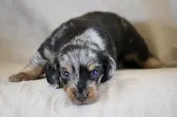 Whiskey, a male Miniature Dachshund for sale in Canton, TX – 4 of 8