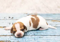 Moses, a male Miniature Dachshund for sale in Canton, TX – 4 of 4