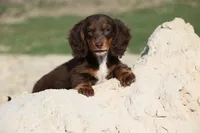 Leddie, a female Miniature Dachshund for sale in Canton, TX – 2 of 9