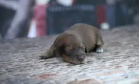 Nape, a female Miniature Dachshund for sale in Canton, TX – 3 of 4