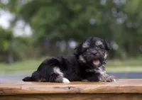 Finlo , a male Havanese for sale in Canton, TX – 2 of 5