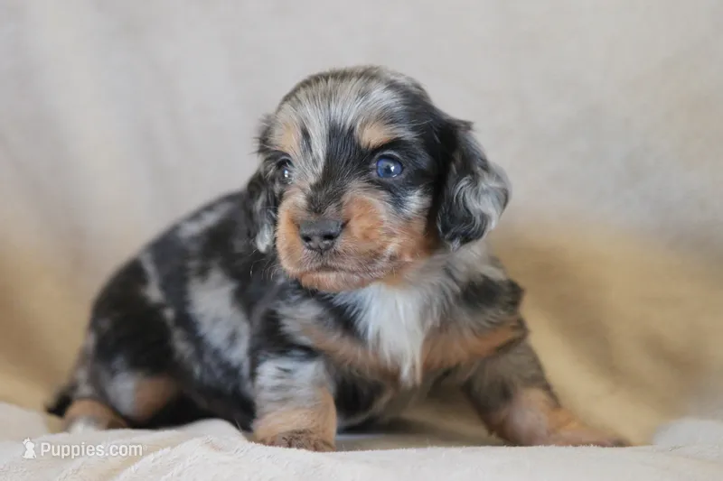 Whiskey – Miniature Dachshund puppy for sale in Canton, TX