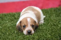 Moses wire hair, a male Miniature Dachshund for sale in Canton, TX – 6 of 9