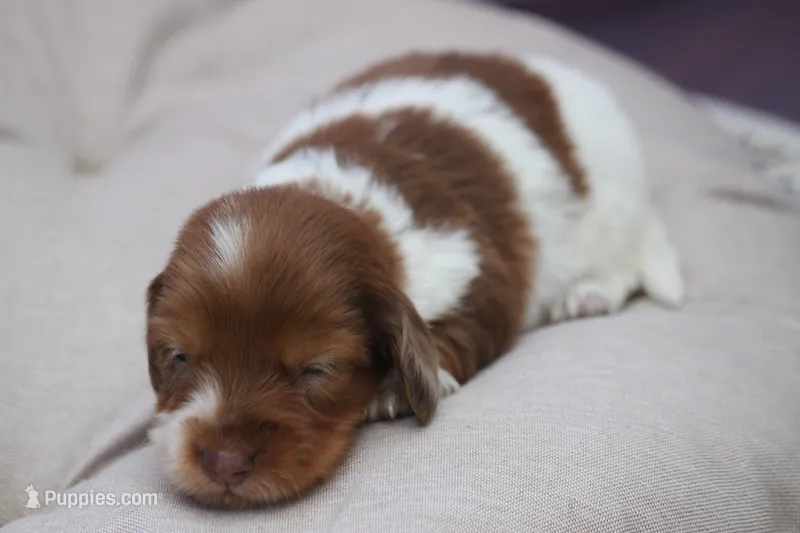 Jazzy – Miniature Dachshund puppy for sale in Canton, TX